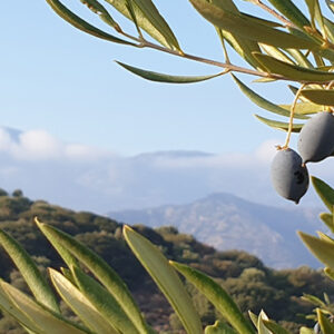 Super Saver Offer 3x 500ml Organic Olive Oil from Crete from BIOLEA