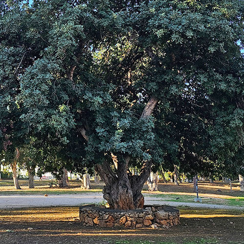 Carob Produkte aus Kreta