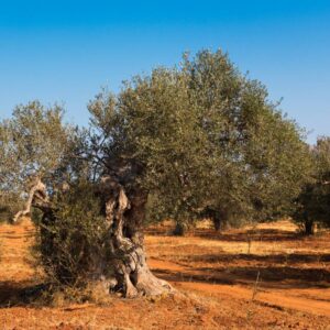  Olive Oil from Crete from