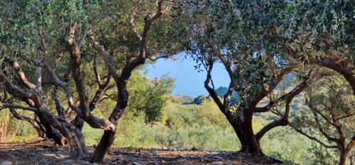 Olive-Trees Koroneiki