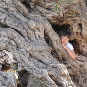 Crete 4000 years old olive tree 