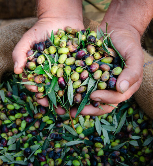 Bio Olivenöl aus Kreta
